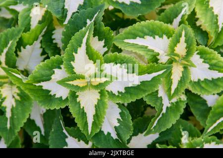 Zierblätter mit einem grün-weißen Muster Stockfoto