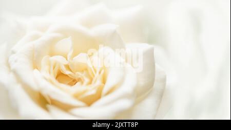 Natürliche floral background gelbe Rose Nahaufnahme, Framing, Frame, freier Platz für Text, Stockfoto