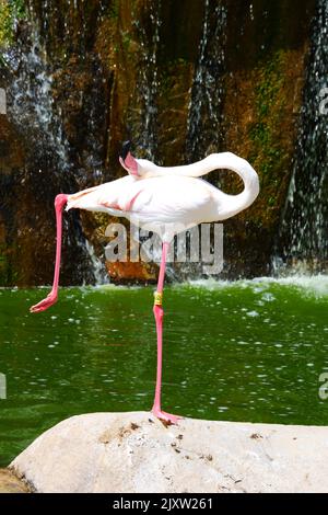 Flamingos Waterside on Rocks mit Bäumen und Wasserfall in der Nähe Stockfoto