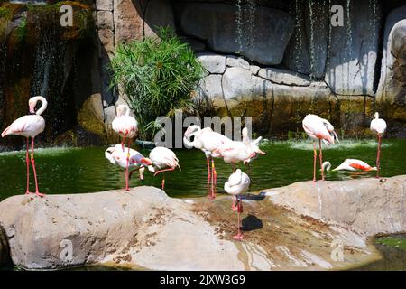 Flamingos Waterside on Rocks mit Bäumen und Wasserfall in der Nähe Stockfoto