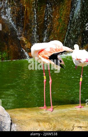 Flamingos Waterside on Rocks mit Bäumen und Wasserfall in der Nähe Stockfoto