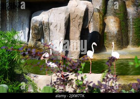 Flamingos Waterside on Rocks mit Bäumen und Wasserfall in der Nähe Stockfoto