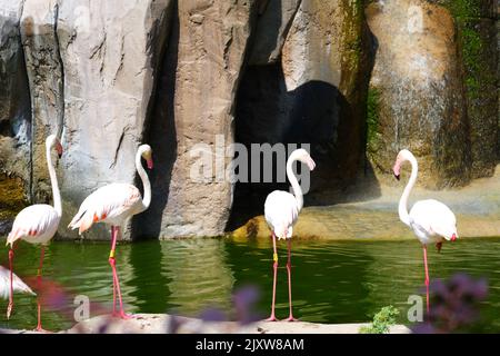 Flamingos Waterside on Rocks mit Bäumen und Wasserfall in der Nähe Stockfoto