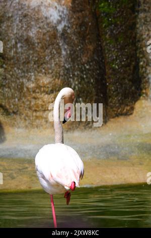 Flamingos Waterside on Rocks mit Bäumen und Wasserfall in der Nähe Stockfoto