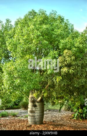 Bottle Tree Lateinischer Name Adansonia digitata in einem Garten Stockfoto