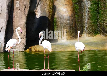 Flamingos Waterside on Rocks mit Bäumen und Wasserfall in der Nähe Stockfoto