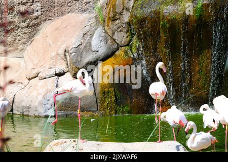 Flamingos Waterside on Rocks mit Bäumen und Wasserfall in der Nähe Stockfoto