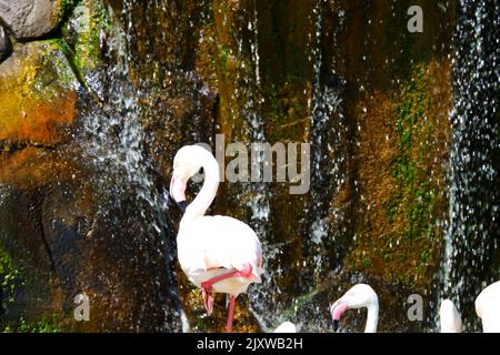 Flamingos Waterside on Rocks mit Bäumen und Wasserfall in der Nähe Stockfoto