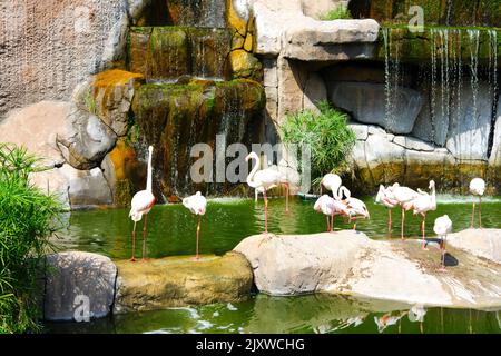 Flamingos Waterside on Rocks mit Bäumen und Wasserfall in der Nähe Stockfoto