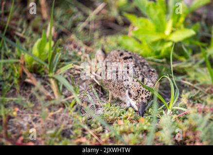 Ein Jugendlicher aus rotem Kiebitz in einer Tarnung im Gras Stockfoto