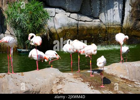 Flamingos Waterside on Rocks mit Bäumen und Wasserfall in der Nähe Stockfoto