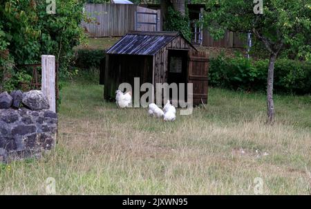 Hühnerstall auf der Llwyn yr EOS Farm, St. Fagans National History Museum. Sommer 2022. August. Hübsche weiße Hühner und Hahn Stockfoto