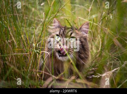 Tabby norwegische Waldkatze im Freien im hohen Gras auf der Jagd beobachten aufschauen Stockfoto