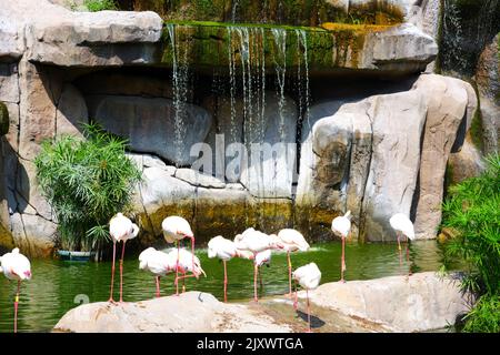 Flamingos Waterside on Rocks mit Bäumen und Wasserfall in der Nähe Stockfoto