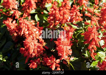 Salvia splendens 'Vista Red' Blumen. Stockfoto