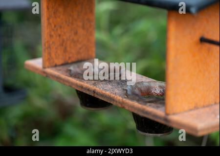 Selektiver Fokus auf Gelee-Behälter in einem Oriol-Vogelfutterhäuschen. Stockfoto