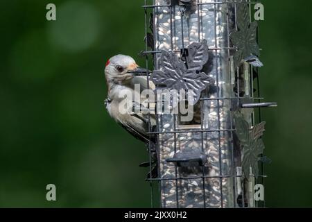 Weiblicher Rotbauchspecht. Stockfoto