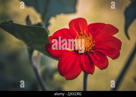 Mexikanische Sonnenblume. Stockfoto