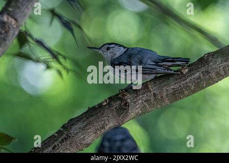 Weißer Nuthatch auf Baumzweig. Stockfoto