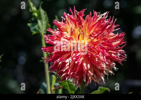 Dahlie. Stockfoto