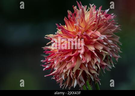 Kaktus-Dahlie. Stockfoto