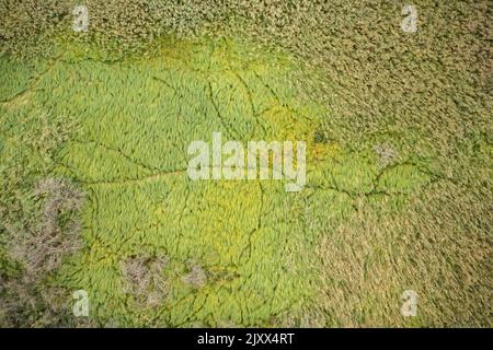 Viele Tierwege und Wege in Schilf von direkt oben Stockfoto