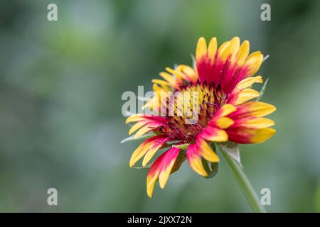 Indische Decke Blume. Stockfoto