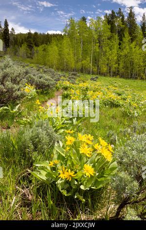 Arrowhead Balsamroot Wildblumen blühen auf einer Wiese unter Espenbäumen entlang des Two Ocean Lake Trail. Grand Teton National Park, Wyoming Stockfoto