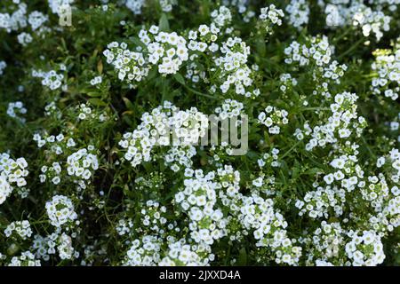 Lobularia maritima 'Snow Crystals' süße Alyssum-Blüten. Stockfoto