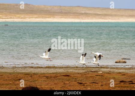 Schneegänse im Flug am Booth Point, King William Sound, Nunavut, Kanada. Stockfoto