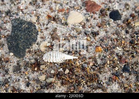 Riesiges Isopodenskelett am Sandstrand von Booth Point, King William Sound, Nunavut, Kanada. Stockfoto