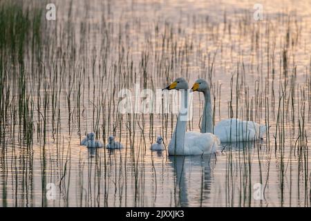 Wunderschöne Singschwan-Familie, Cygnus cygnus mit Zygneten auf dem See während des Spätsommerabends in finnischer Natur in der Nähe von Kuusamo, Finnland Stockfoto