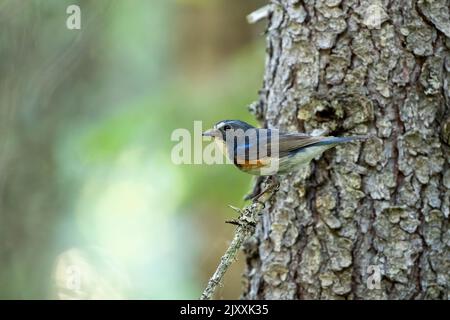Buntes männliches Rotwandelsblauhähnchen (Tarsiger cyanurus), das auf einem kleinen Zweig im Urwald bei Kuusamo, Nordfinnland, Europa, thront Stockfoto