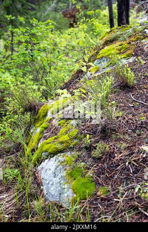 Ein moosbedeckter Felsbrocken, der auf dem Waldboden entlang des Trapper Lake Trail ruht und begraben wird. Grand Teton National Park, Wyoming Stockfoto