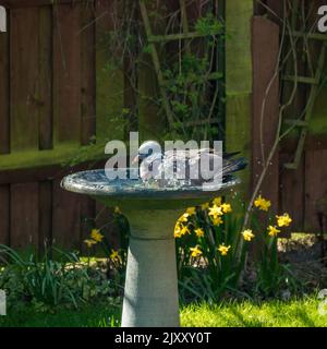 Eine Erwachsene gewöhnliche Waldtaube / Waldtaube (Columba palumbus), die im Gartenbirdbad, Leicestershire, Großbritannien, im Wasser baden Stockfoto