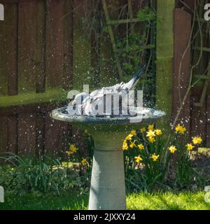 Eine Erwachsene gewöhnliche Waldtaube / Waldtaube (Columba palumbus), die im Gartenbirdbad, Leicestershire, Großbritannien, im Wasser baden Stockfoto