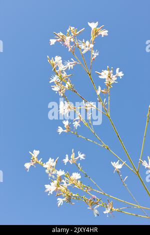 Oenothera guara - alle zwei Jahre blühende Blütenpracht. Stockfoto