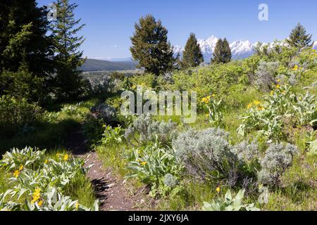 Arrowhead Balsamroot Wildblumen blühen auf einer Wiese entlang des Emma Matilda Lake Loop Trail unterhalb der Teton Mountains. Grand Teton National Park, Wyo Stockfoto