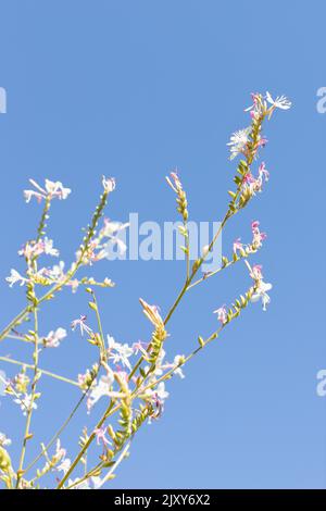 Oenothera guara - alle zwei Jahre blühende Blütenpracht. Stockfoto