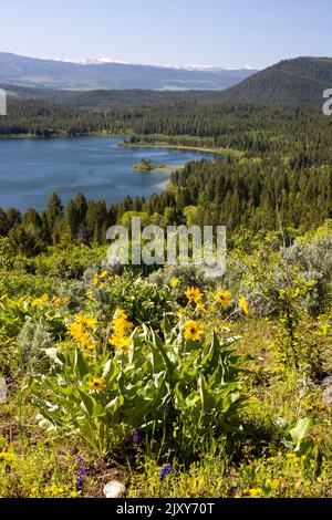 Arrowhead Balsamroot Wildblumen blühen auf einer Wiese hoch über dem Emma Matilda Lake. Grand Teton National Park, Wyoming Stockfoto