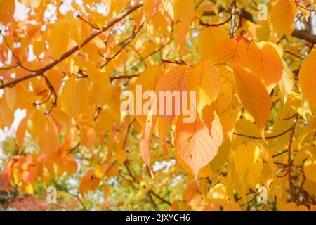 Herbst prunus sargentii oder nordjapanischen Hügel Kirschblätter auf Baum im Park. Gelbe, rote und orangefarbene Farben. Herbst in der Natur und Wetter Konzept. Nahaufnahme, selektiver Fokus Stockfoto