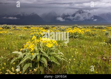 Schwere Gewitter überziehen die Teton Mountains über den Pfeilspitzen der Balsamroot-Wildblumen. Grand Teton National Park, Wyoming Stockfoto