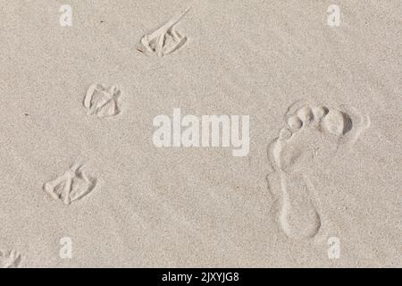 Fußspuren einer Person und Möwen, Kniepsand-Strand, Insel Amrum, Nordfriesland, Schleswig-Holstein, Deutschland Stockfoto