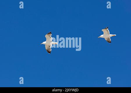 Fliegende Zwergmöwen (Larus fuscus), Insel Amrum, Nordfriesland, Schleswig-Holstein, Deutschland Stockfoto