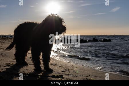 Schwarzer Labradoodle Hund steht am Sandstrand. Von der Sonne mit Spiegelung auf dem Wasser hinterleuchtet. Greifswalder Bodden, Ostsee Stockfoto