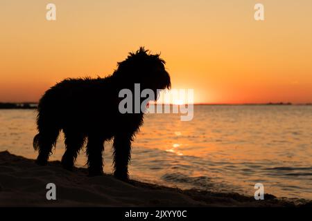 Schwarzer Labradoodle Hund steht am Sandstrand. Von der Sonne mit Spiegelung auf dem Wasser hinterleuchtet. Farbenprächtiger Sonnenuntergang. Greifswalder Bodden, Ostsee Stockfoto