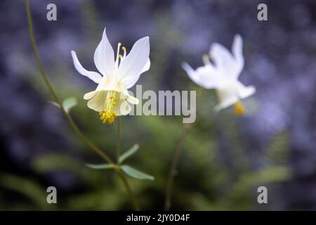 Columbine Wildblumen blühen entlang des Death Canyon Trail. Grand Teton National Park, Wyoming Stockfoto