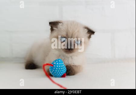 Eine kleine blauäugige Kätzchen-Punktfarbe liegt mit einer blauen Spielzeugmaus. Selektiver Fokus Stockfoto