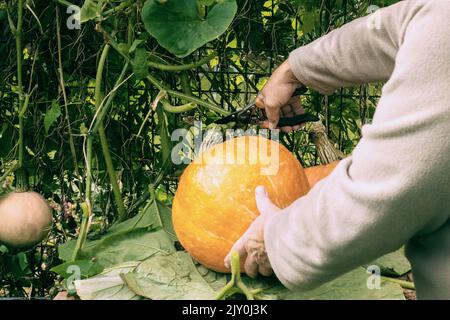 Die Hände eines Mannes schneiden im Garten einen Kürbis. Ein Bauer erntet Kürbisse. Ein orangefarbener großer Kürbis in den Händen eines Mannes. Stockfoto