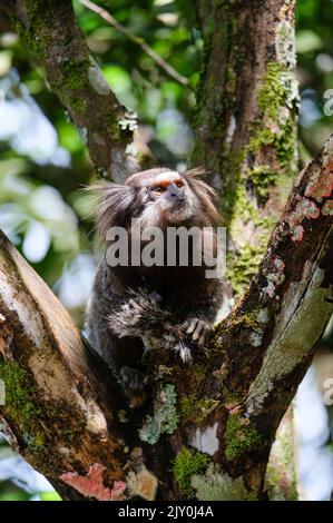 sagui-Affe im tropenwald von rio de janeiro Stockfoto
